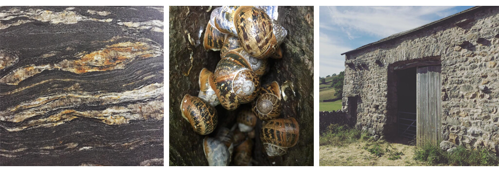 Born-of-Wood-Inspired-by-nature